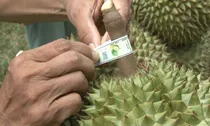 Đơn giản hóa TTHC về mã số vùng trồng, mã số cơ sở đóng gói