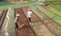 Bị thu hồi đất nông nghiệp, ai được hỗ trợ đào tạo nghề và tìm việc làm?