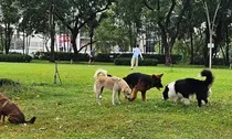 Quy định về đeo rọ mõm, xích giữ chó khi ra nơi công cộng