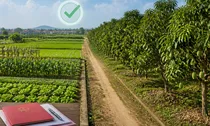 Chuyển từ đất trồng cây hằng năm sang đất trồng cây lâu năm có bị xử phạt?