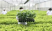 Tổ chức vi phạm về sản xuất, buôn bán giống cây trồng bị phạt đến 100 triệu đồng