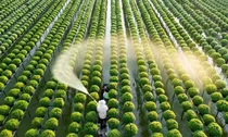 Xây dựng dự án sửa đổi 10 luật về thủ tục hành chính lĩnh vực nông nghiệp, môi trường theo thủ tục rút gọn