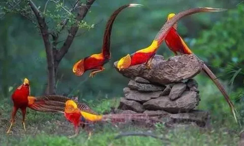 Nuôi chim trĩ bảy màu phải đảm bảo điều kiện gì?