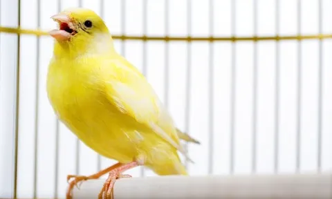 Nuôi chim hoàng yến có thuộc diện phải quản lý, cấp phép không?