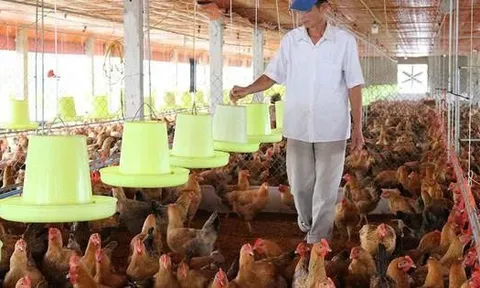 Tiền công chăn nuôi gia công của hộ kinh doanh có phải nộp thuế?