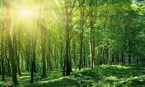 Tự ý tổ chức tham quan, nghỉ dưỡng trong rừng bị xử phạt ra sao theo quy định mới?