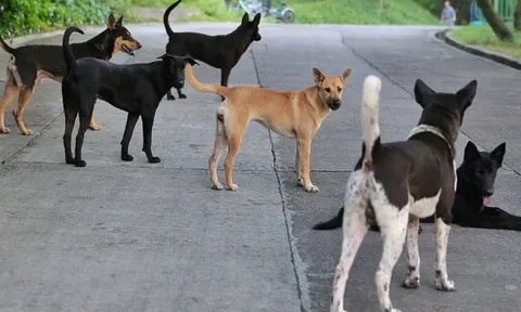 Lại chuyện... chó