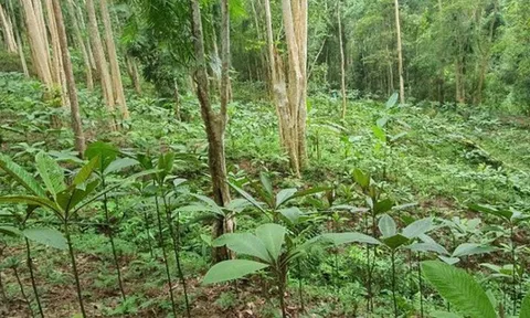 Nhận khoán bảo vệ rừng có được trồng cây dược liệu dưới tán rừng?