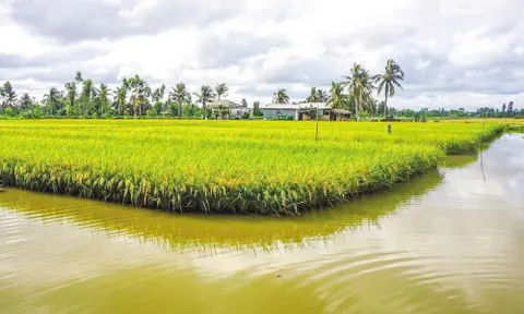 Mua đất lúa có cần chứng minh trực tiếp sản xuất nông nghiệp?