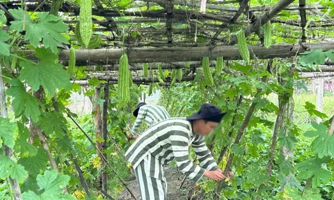 Quy định trình tự, thủ tục công nhận phạm nhân vi phạm đã cải tạo tiến bộ