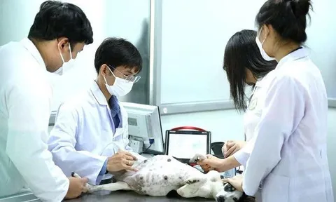 Khi nào viên chức thú y chuyển về cấp xã được hưởng phụ cấp ưu đãi nghề?