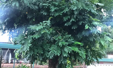 Giá mà cây biết nói?