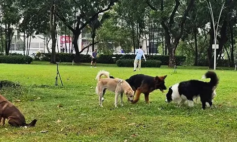 Quy định về đeo rọ mõm, xích giữ chó khi ra nơi công cộng