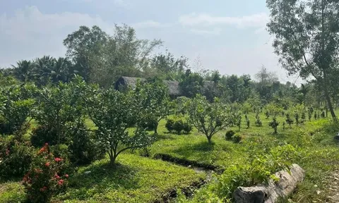 Điều kiện để được giảm tiền sử dụng đất khi chuyển đất trồng cây lâu năm sang đất ở?