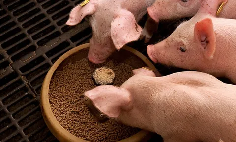 Làm môi giới sản phẩm thức ăn chăn nuôi, chịu thuế suất GTGT bao nhiêu?