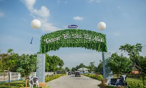 "Resort" bò sữa Vinamilk Tây Ninh ngôi nhà lý tưởng của cô bò hạnh phúc