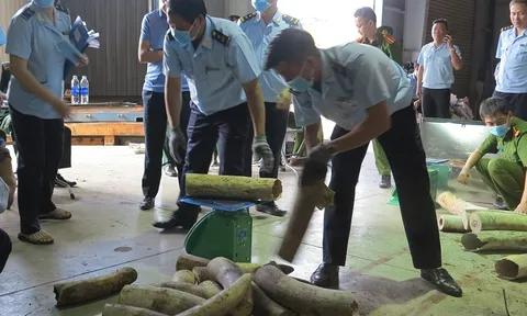 Phát hiện 9,1 tấn hàng hóa nghi ngà voi được ngụy trang tinh vi