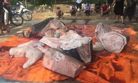 Xác minh thực hư cá mập voi gần 1 tấn bị ngư dân Sầm Sơn xẻ thịt bán