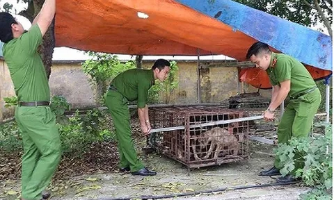 Khởi tố chủ đàn chó cắn chết bé trai 7 tuổi ở Hưng Yên