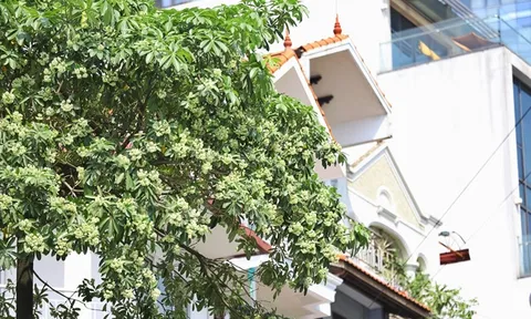 Hoa sữa nở giữa mùa hè khắp phố phường Hà Nội