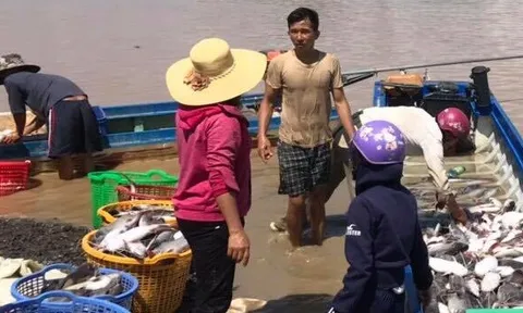 Xác định nguyên nhân 1.000 tấn cá bè chết trắng sông La Ngà?