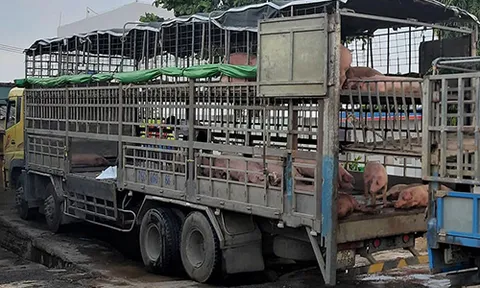 Xe chở lợn mắc dịch tả châu Phi đi qua nhiều tỉnh