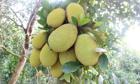 Mít Thái rớt giá thảm hại, điều đã được dự báo trước