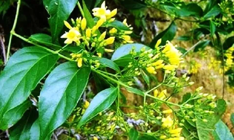 Bị cấm không cho cưới, đôi nam nữ ở Nghệ An ăn lá ngón tự tử