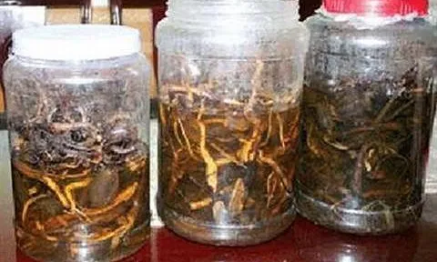 Uống rượu ngâm hạt cây rừng, 3 người chết, 2 người nguy kịch