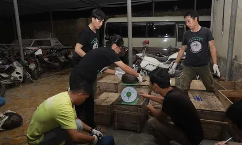 Phát hiện hơn 140 kg tê tê giấu trong khoang bí mật ở xe khách ở Hà Tĩnh