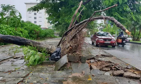 Bão số 3 đi qua, đường phố Hải Phòng ngập lụt, ngổn ngang cây xanh bị bật gốc