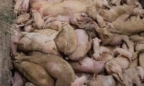Đồng Nai xin hỗ trợ 800 tỷ để phòng chống dịch tả heo châu Phi