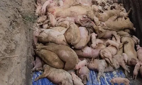 Đồng Nai duyệt chi hơn 800 tỷ đồng hỗ trợ người chăn nuôi lợn bị dịch tả châu Phi
