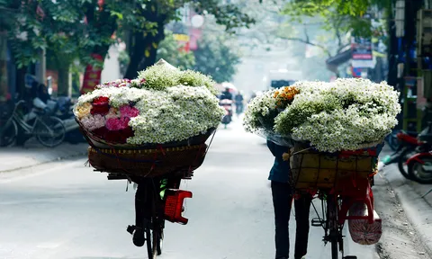 Cúc họa mi đẹp mơ màng báo hiệu đông về giữa lòng Hà Nội