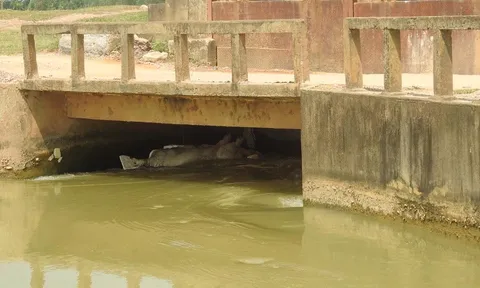 Nghệ An: Dịch tả lợn châu Phi lan khắp nơi, người dân vứt lợn chết trên sông