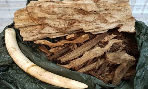 Bắt lô hàng hơn 24 kg nghi ngà voi, trầm hương từ Thái Lan về Việt Nam