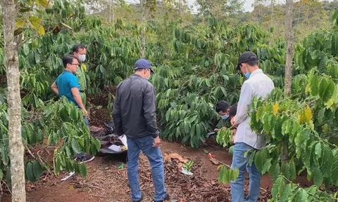 Vụ người phụ nữ bị sát hại, mất bàn tay trong rẫy cà phê: Dòng bình luận bất thường