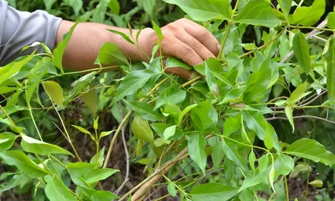 Bị gia đình ngăn cản, người đàn ông có vợ cùng nữ sinh ăn lá ngón tự tử