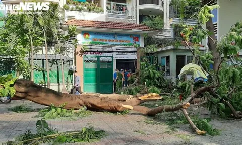TP HCM: Cây phượng trong sân trường bật gốc khiến nhiều học sinh bị thương, một em tử vong