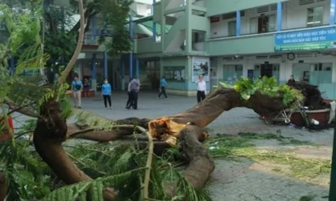 Sở Xây dựng yêu cầu rà soát cây xanh toàn TP.HCM sau vụ cây phượng đè chết1 học sinh