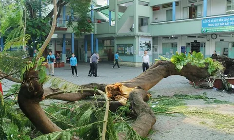 Sau vụ cây xanh đè chết học sinh, Hà Nội yêu cầu rà soát hệ thống cây xanh trong trường học