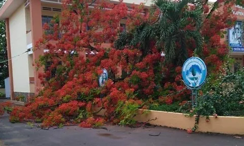 Thêm một cây phượng ở trường tiểu học ngã bật gốc sau mưa lớn