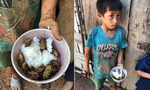 Thực hư thông tin 4 đứa trẻ chia nhau bát cơm ăn chung với xác ve sầu