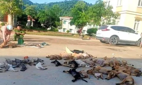 Bắt giữ cặp tình nhân dùng Cyanua đánh bả bắt trộm gần nửa tấn chó, mèo