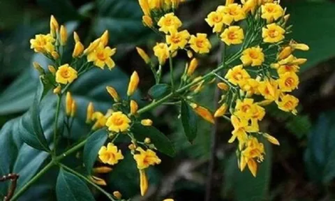 3 phụ nữ tử vong, 2 người nguy kịch nhập viện vì ăn nhầm lá ngón