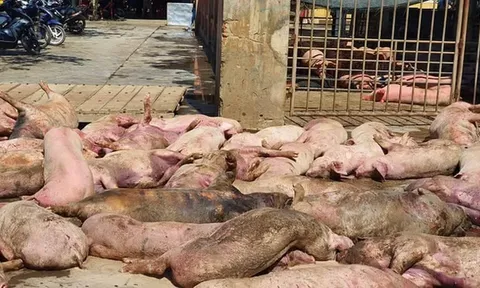 Phát hiện gần 90 con lợn chết bốc mùi hôi thối ngay trước lò mổ