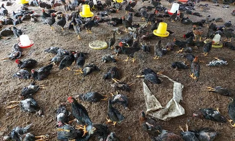 Công bố dịch cúm gia cầm H5N6 ở thành phố Buôn Ma Thuột