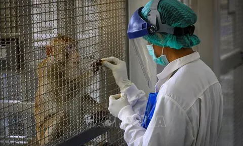 Thái Lan thử nghiệm thành công vaccine ngừa COVID-19 trên khỉ và chuột