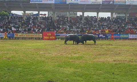 Hải Phòng tạm dừng lễ hội chọi trâu vì Covid-19