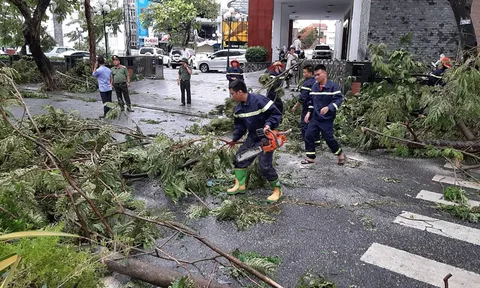 Một cán bộ phòng Giáo dục và Đào tạo tử vong do cành cây gãy đè trúng ở Huế